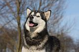 ALASKAN MALAMUTE 762